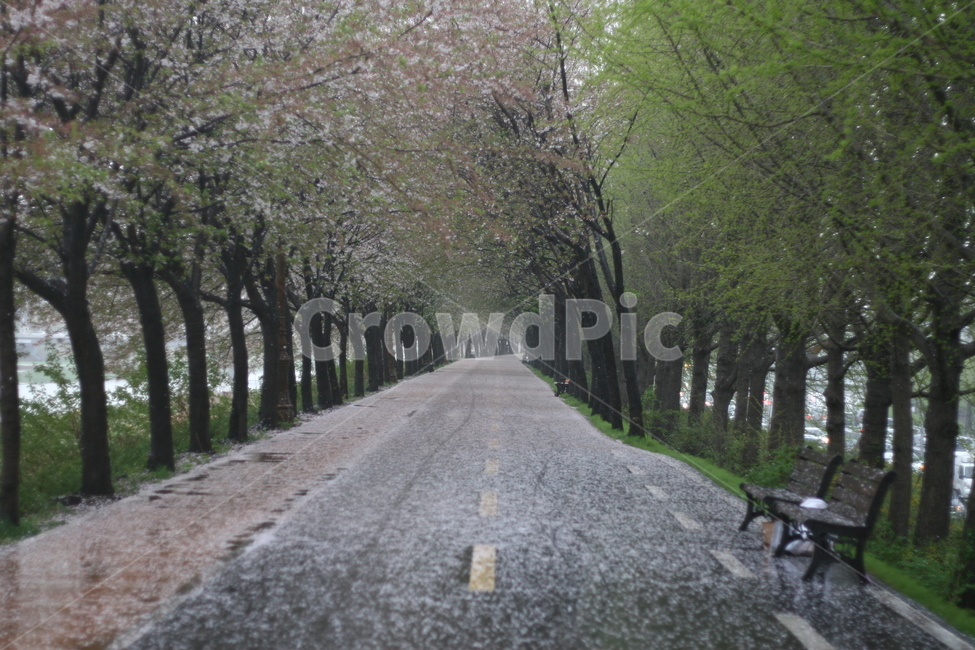 봄,길,벚꽃,꽃,plant,식물,나무,tree,벤치,봄,계절,spring,season,자연,풍경,nature,landscape