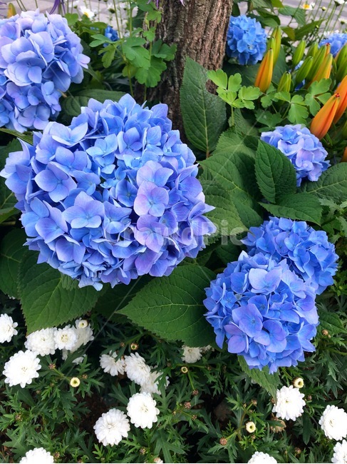 꽃,식물,자연,아름다운,수국,nature,colorful,plant,purple,보라색,flower