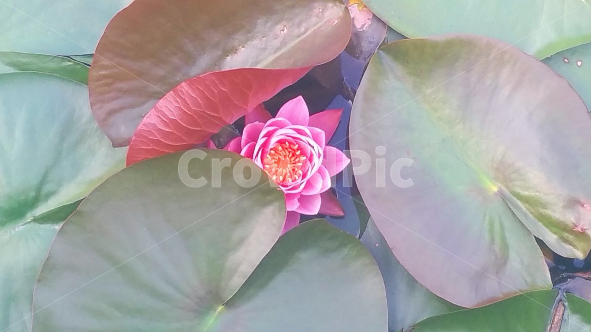 연못,연꽃,칠싶리공원연못,칠십리공원연꽃,꽃,식물,자연,plants,nature,꽃,flower