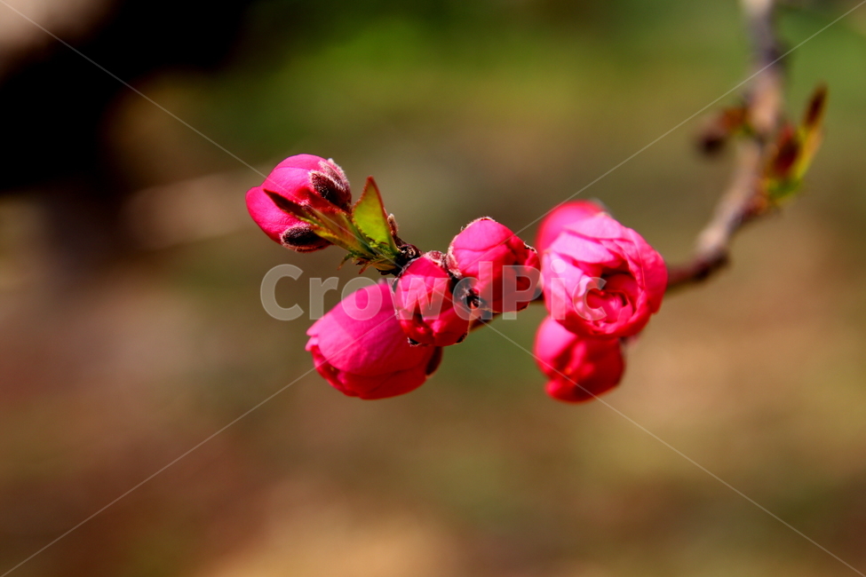 flower,꽃,식물,봄,계절