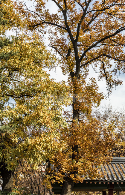 가을,계절,자연,감성,단풍,낙엽,나무,식물,plant,tree,서정,가을,계절,fall,autumn,season,식물,자연,plants,nature,tree trunk,나무 줄기