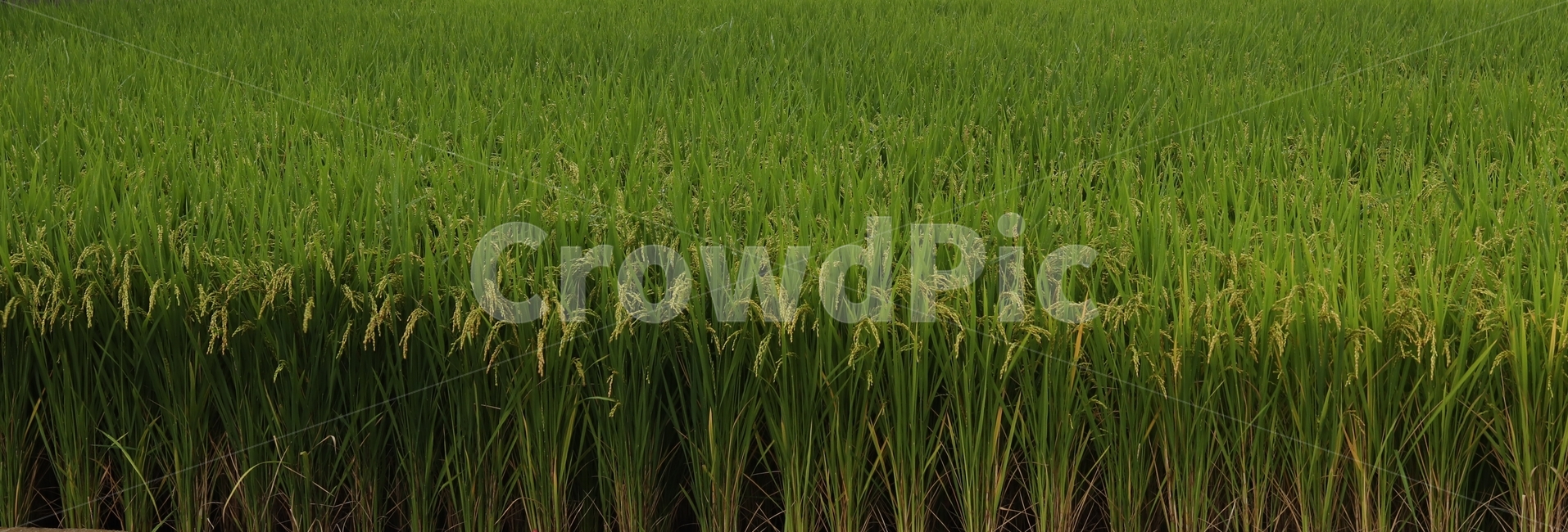 벼,asianrice,쌀,농업,농촌,초록,작물,식물,plant,vegetation,초목,nature,자연,field,outdoors,옥외,grassland,목초지,논,들,들판,나락,green,농업,농사,agriculture,farming,farming industry