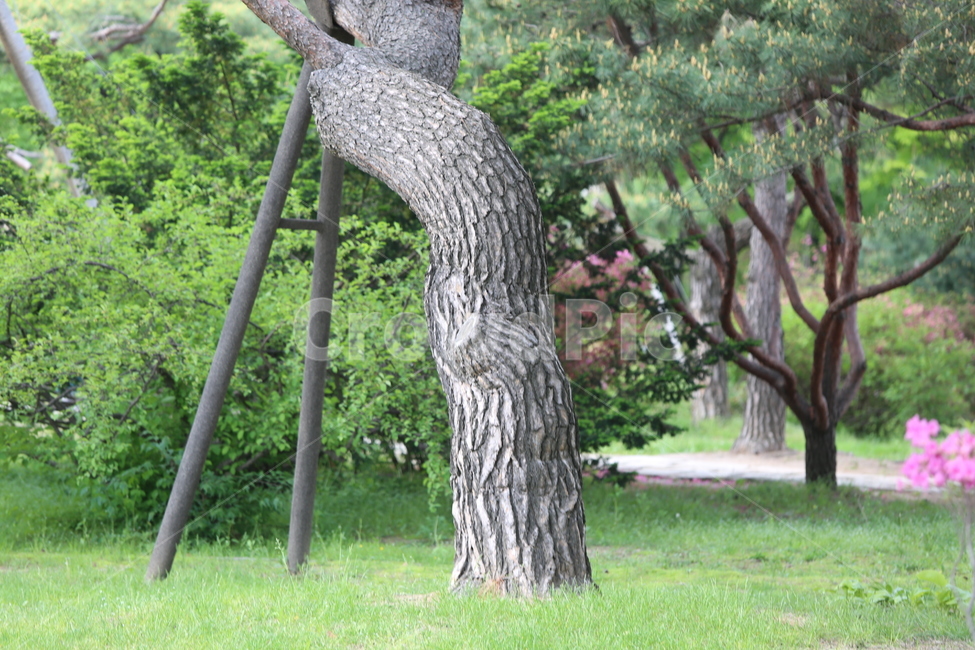 나무,꽃잎,봄날,화사한,화려한,푸른,푸르른,색,색깔,아름다운,식물,자연,plants,nature,나무,trees,wood