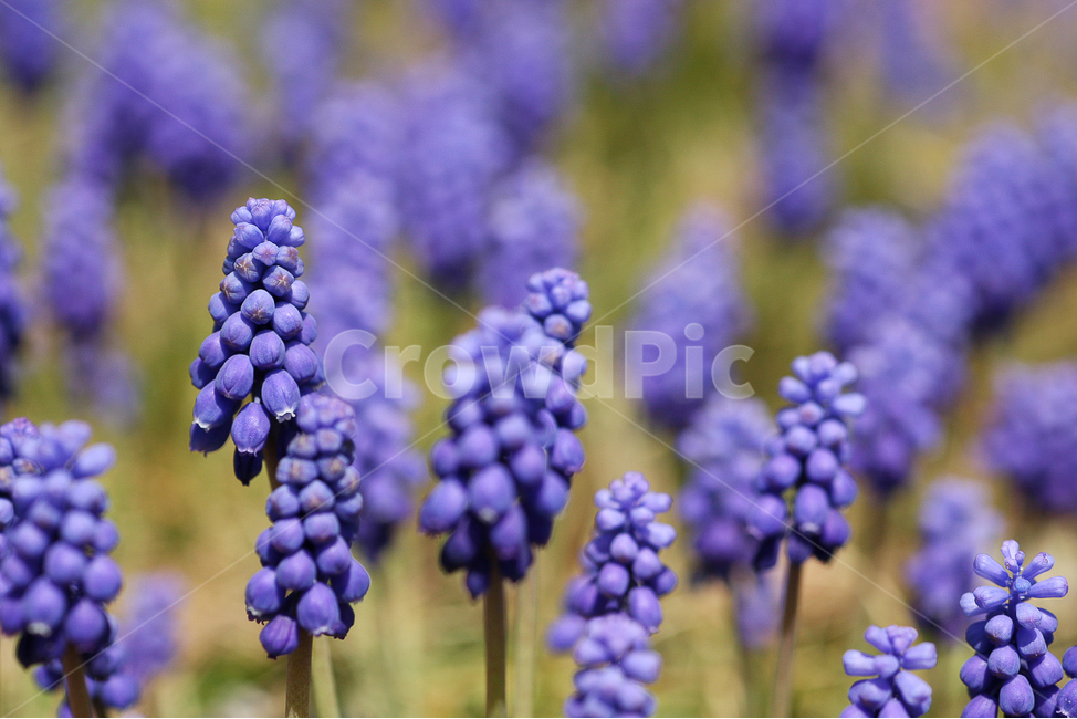 봄,꽃,자연,작은꽃,보라꽃,flower,spring,nature,접사촬영,접사,식물,자연,plants,nature,꽃,flower