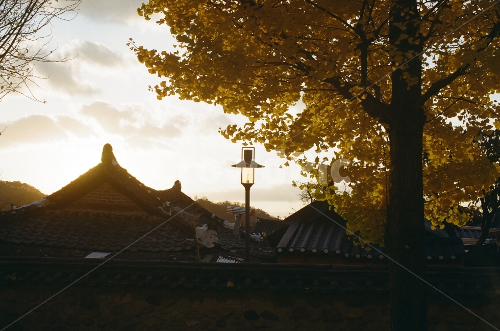 한옥마을,단풍,은행나무,노을,한옥,가을,계절,fall,autumn,season,한국전통,한국문화,korean traditional,korean culture,식물,자연,plants,nature,나무,trees,wood