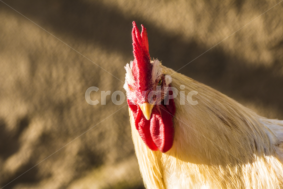 동물,닭,토종닭,수탉,새,조류,부리,가축,닭띠,동물,animal,조류,새,birds