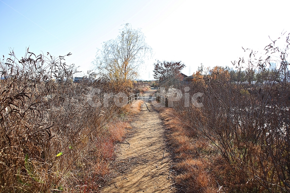 소래습지생태공원,오솔길,산책로,갈대,억새,식물,자연,풍경,가을,자연,풍경,nature,landscape