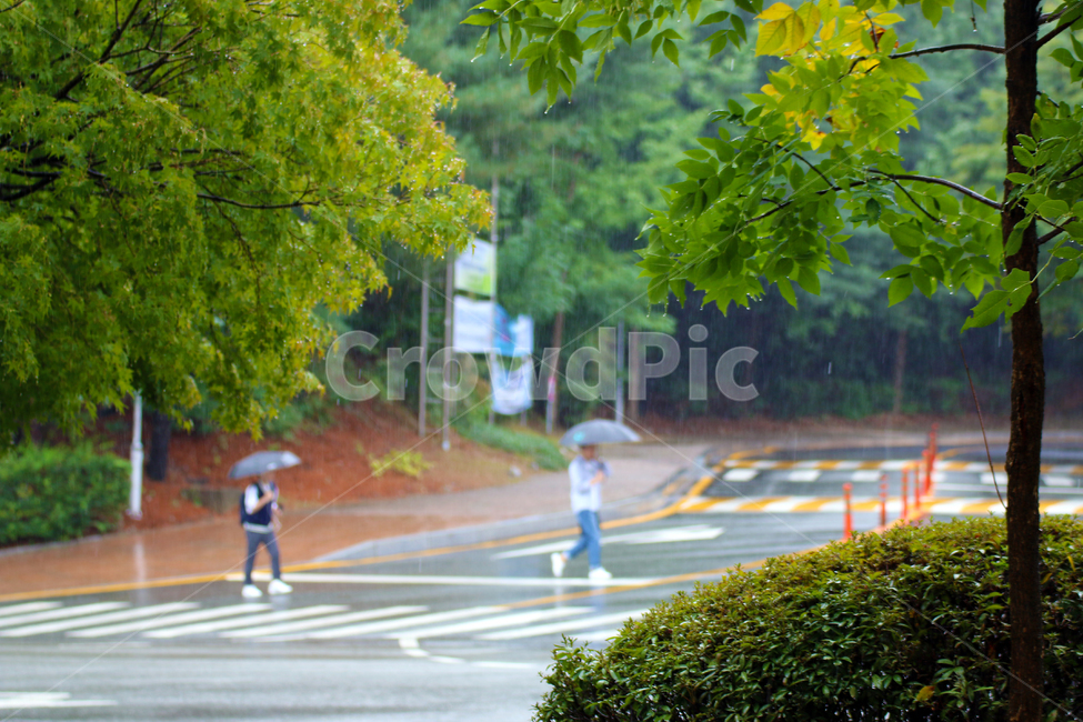 asphalt,road,인간,zebracrossing,아스팔트,person,사람,tarmac,얼룩말교차점,human,타맥,우산,캠퍼스,충남대,충남대학교,비,빗길,도로,행인,비,비오는날,rain,rainy