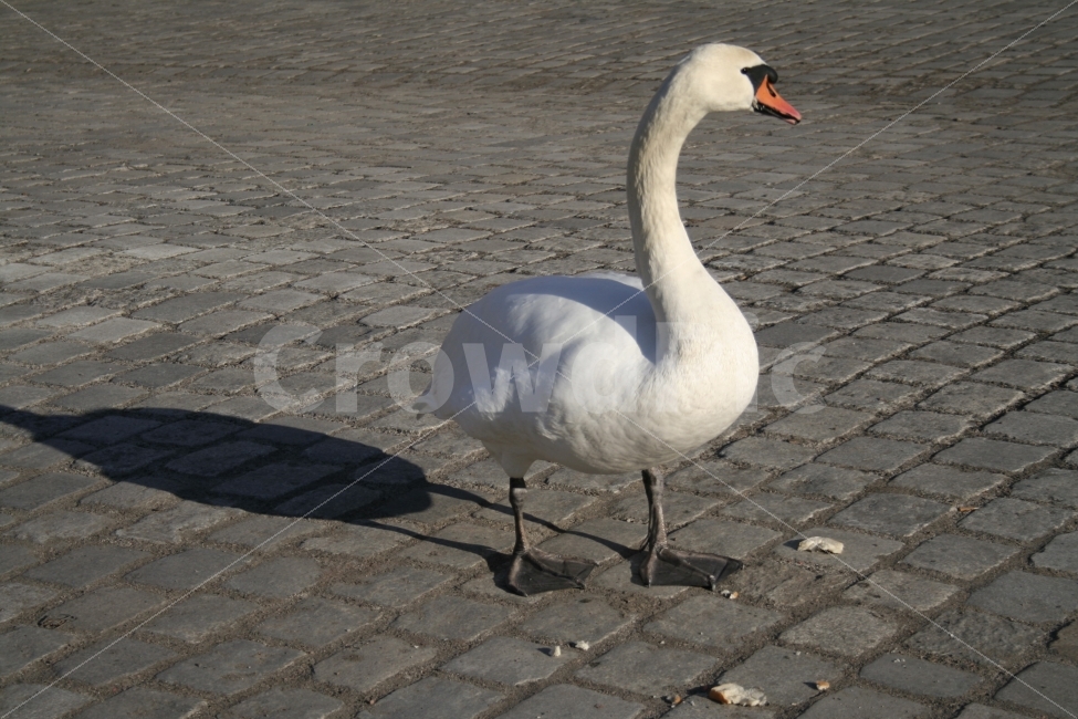 유럽,백조,새,조류,고니,동물,animal,조류,새,birds