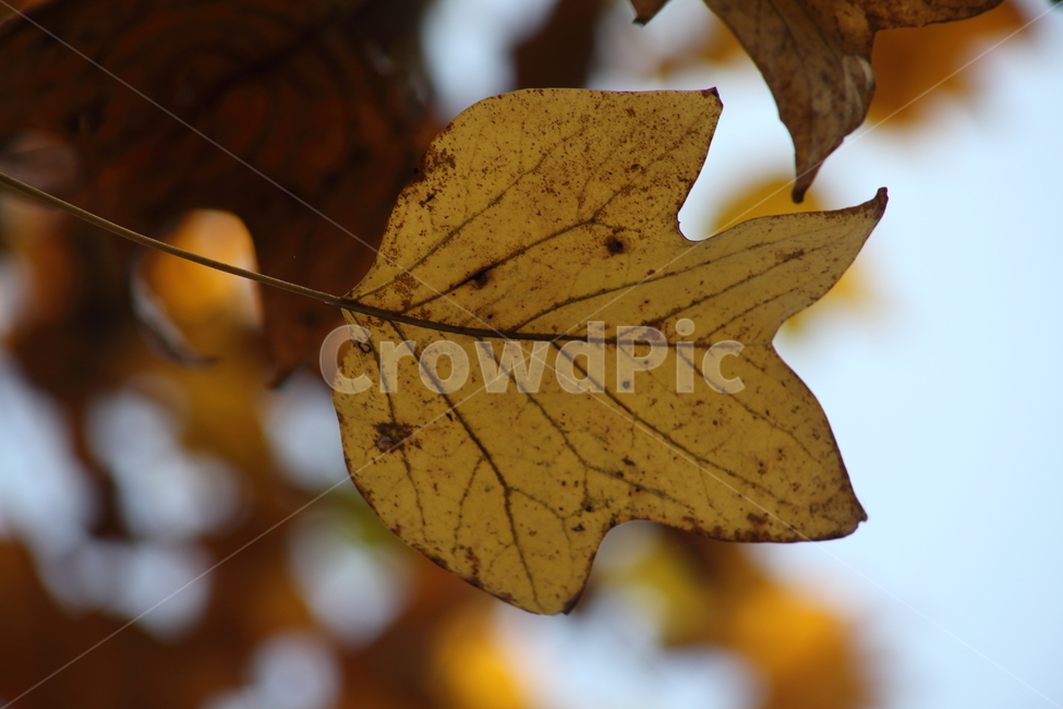 leaf,잎,단풍,plant,redleaves,가을,가을,계절,fall,autumn,season