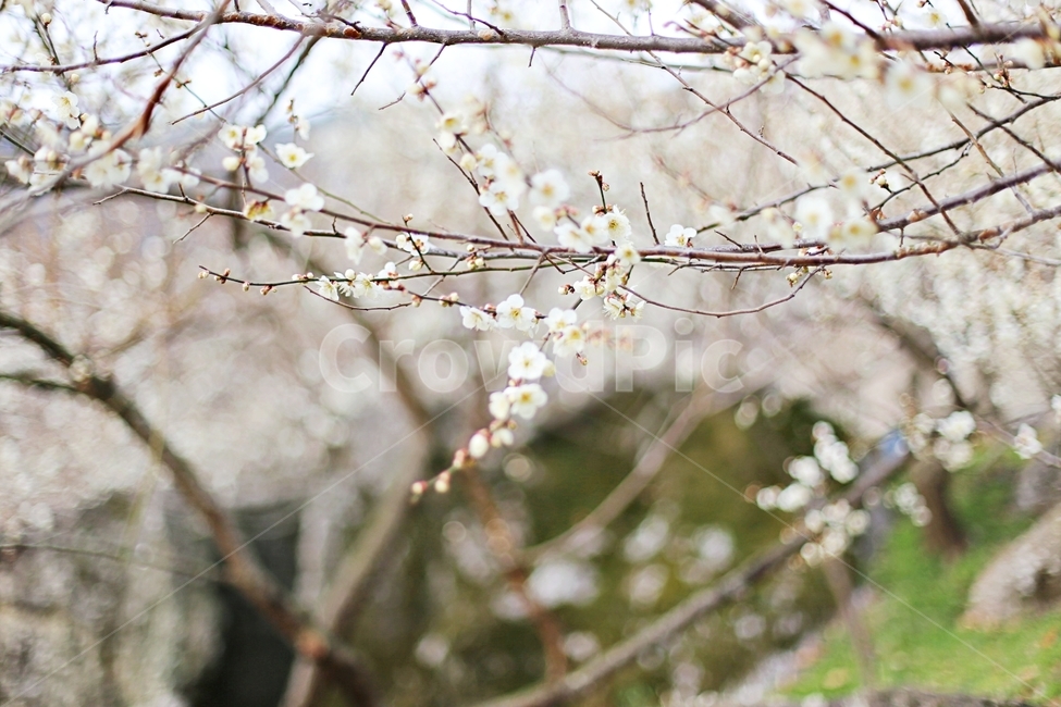 하동,경남하동,매화마을,매화축제,매화꽃,매화,꽃,flower,hadong,봄,계절,spring,season,식물,자연,plants,nature,꽃,flower,plant