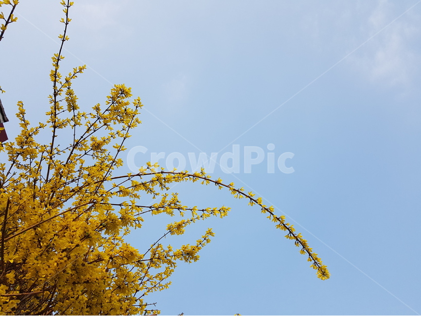 봄,하늘,개나리,하늘색,노란색,감성,봄,계절,spring,season,식물,자연,plants,nature,꽃,flower