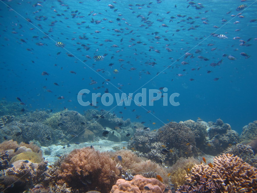 underwate,수중,underthesea,바닷속,nature,자연,sealife,해양생물,underwatercreature,수중생물,reef,암초,dive,scubadiving