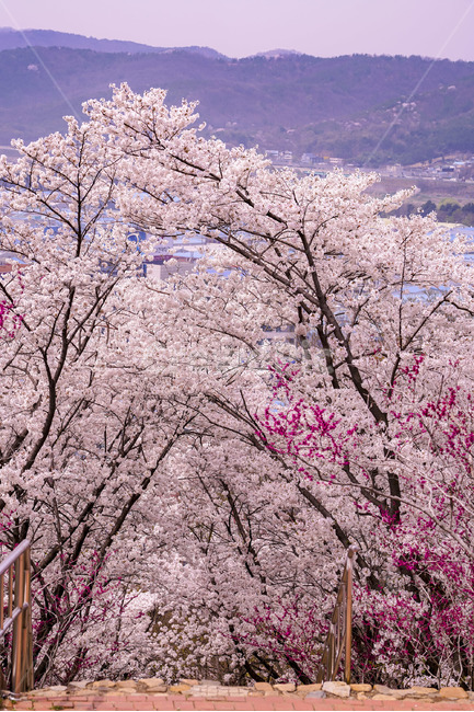 대구,벚꽃,벚꽃천지,역광,역광사진,sakura,cherryblossom,사쿠라,체리블라썸,봄,봄날,daegu,북구,오봉산,꽃사진,봄,계절,spring,season,자연,풍경,nature,landscape,한국자연풍경,한국자연경관,korea nature landscape,plant,식물,blossom,꽃,flower