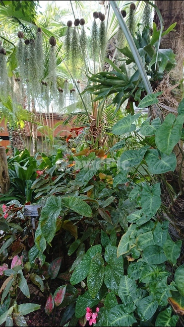 식물,나무,자연,그린,녹색,식물,자연,plants,nature