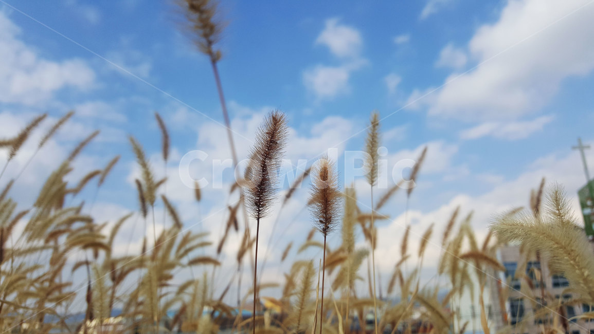 하늘,구름,강아지풀,풍경,자연,식물,풀,식물,자연,plants,nature
