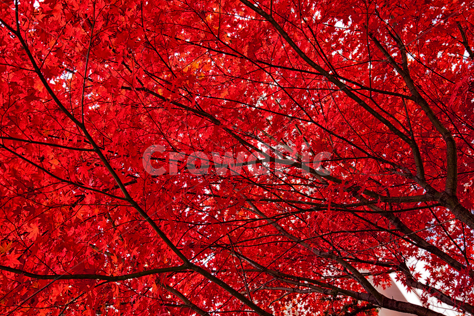 나무,레드,red,단풍,식물,tree,잎,가을,계절,fall,autumn,season,식물,자연,plants,nature,나무,trees,wood
