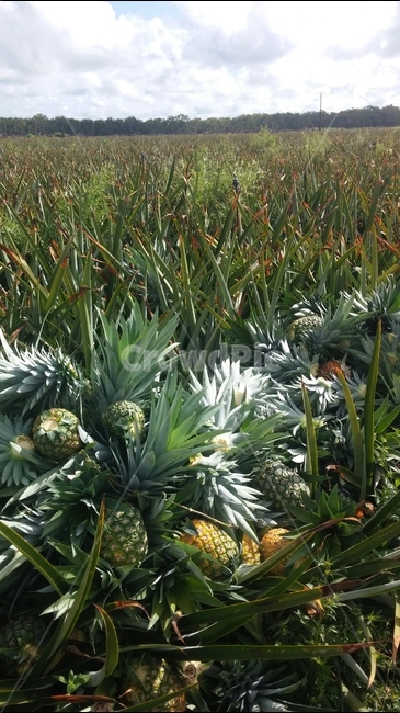 다윈,파인애플,농장,호주,파인애플농장,식물,자연,plants,nature,과일,열매,fruit