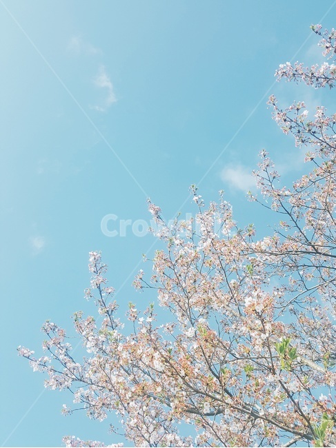 파스텔,하늘,핑크,봄,벗꽃,자연,봄,계절,spring,season,plant,식물,blossom,꽃,flower