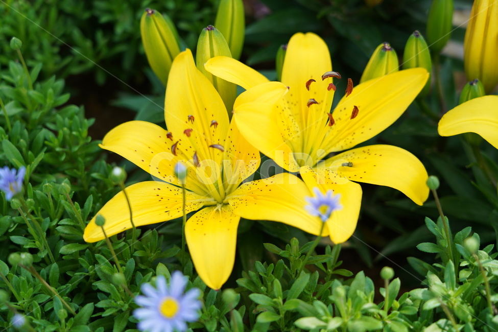꽃,꽃박람회,플라워,flower,예쁜꽃