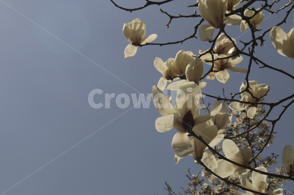 plant,식물,flower,blossom,꽃,목련,백목련,흰꽃,하얀꽃,봄꽃,spring,봄,white,whiteflower