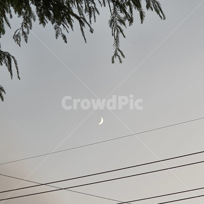 하늘,자연,전기줄,나무,달,저녁,저녁하늘,moon,초승달,cloud,sky,nature,tree,야경,밤,풍경,nightscape,night,landscape