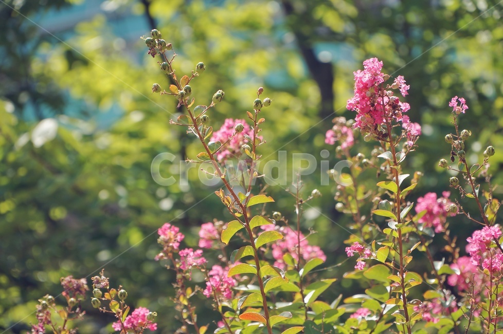 plant,식물,꽃,햇살,정오,식물,자연,plants,nature,꽃,flower