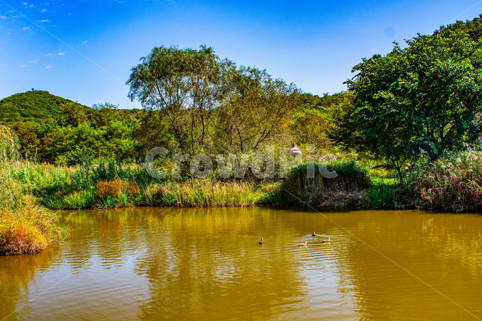 연못,습지,오리,철새,자연,자연,풍경,nature,landscape,water,물,outdoors,옥외,land,땅