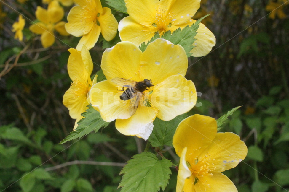 bee,벌,꿀벌,꽃,곤충,식물,자연,plants,nature,꽃,flower