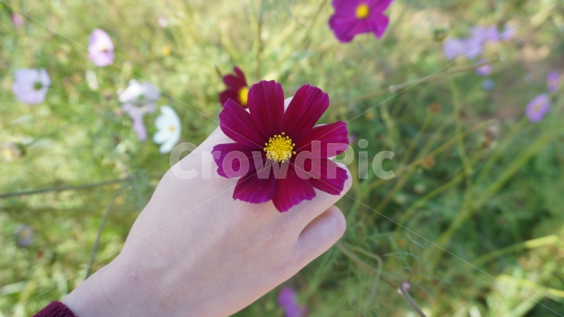 꽃,코스모스,식물,여행,미러리스,사진촬영,촬영,꽃사진,flower,cosmos,가을,풍경,autumn,가을,계절,fall,autumn,season,식물,자연,plants,nature,꽃,flower,plant,geranium,제라늄,blossom