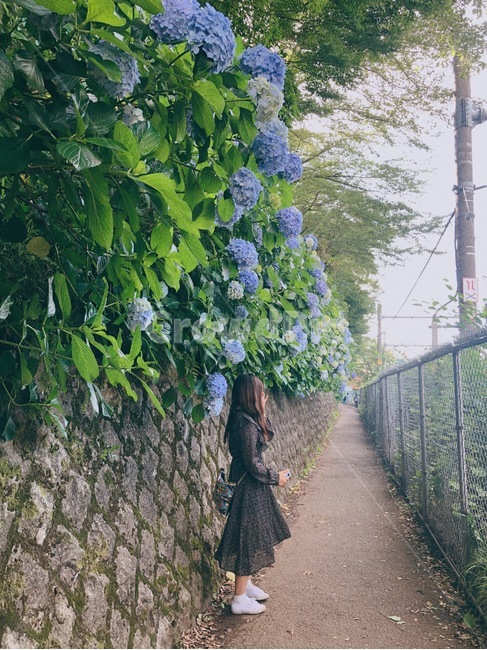 수국,수국축제,꽃,여자,여자옆모습
