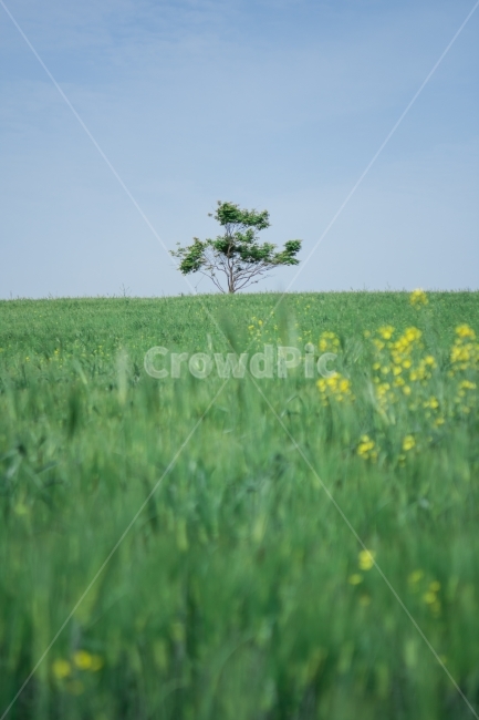 보리밭,청녹,녹색,나무,홀로,왕따나무,꽃,노랑꽃,초록잎,풀밭,세로사진,하늘,푸르른,푸름,푸른,파랑,파란,sky,blue,green,yellow,tree,자연,풍경,nature,landscape,식물,plants,나무,trees,wood,field,들,outdoors,옥외,grassland,목초지