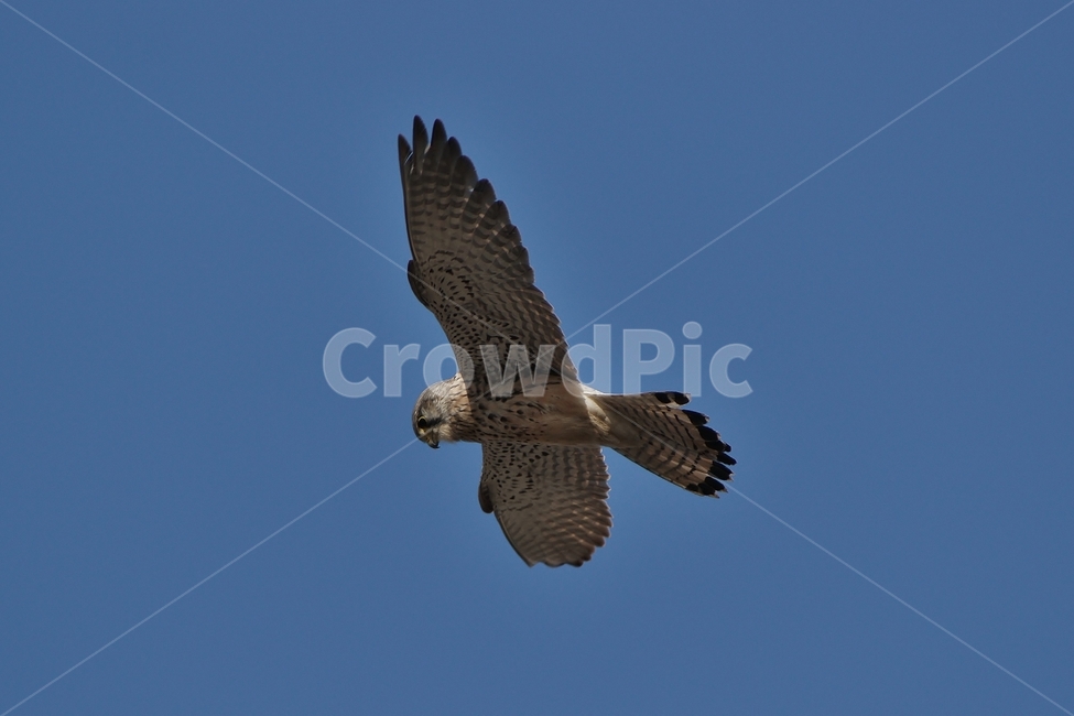 황조롱이,맹금류,천연기념물,호버링,조류,동물,animal,조류,새,birds
