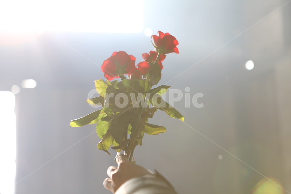 꽃,빛,풍경,장미,보케,dslr,식물,자연,plants,nature,꽃,flower,기념일,축하,anniversary,congratulation,celebrate,celebration,감성,sensible,feeling,휴식,힐링,rest,relaxation,healing
