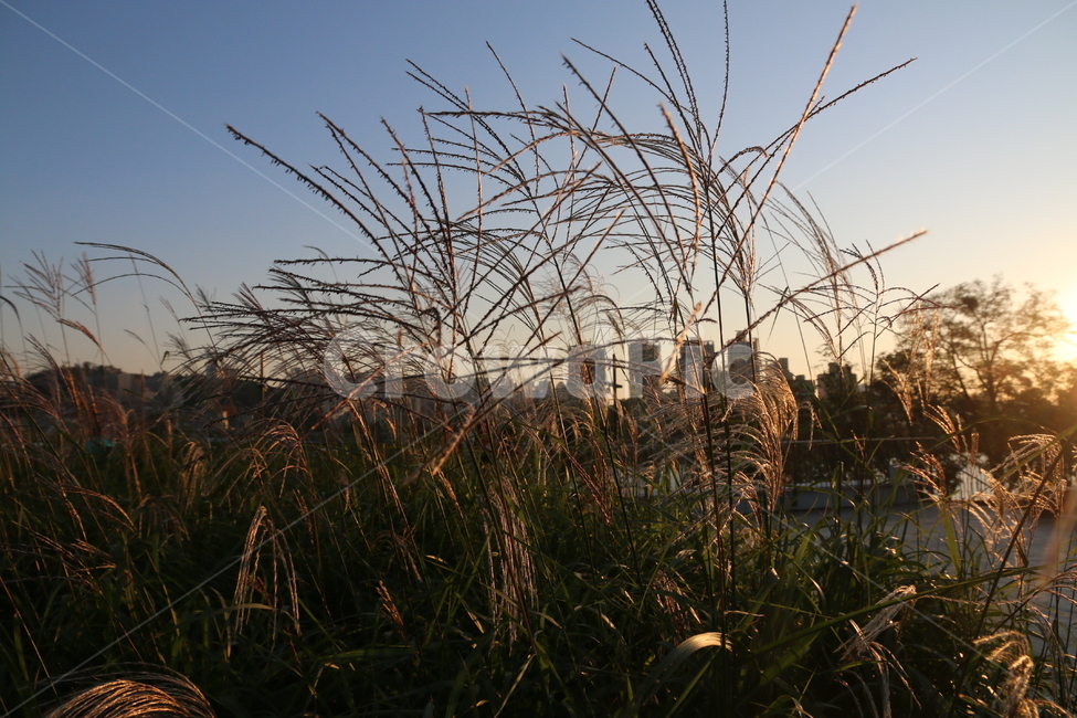 plant,식물,grass,lawn,잔디,reed,갈대,가을,억새,식물,자연,plants,nature