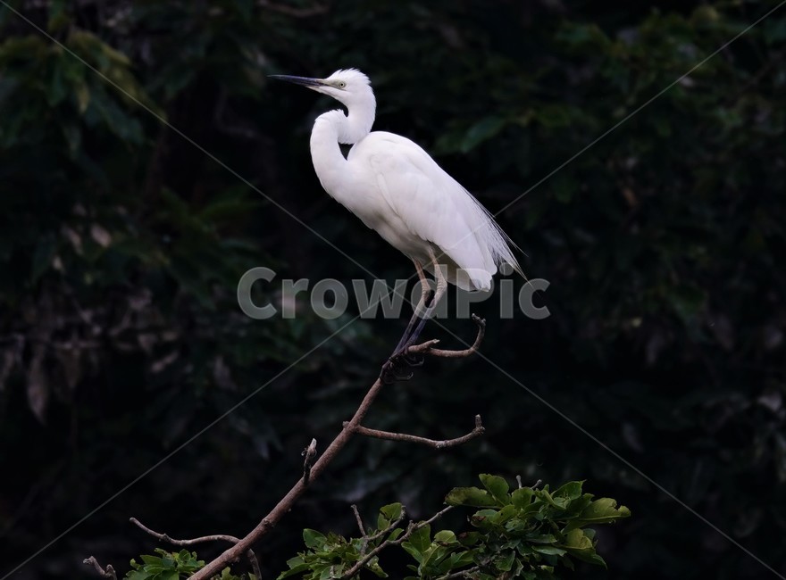 중백로,백로,새,정원,birds,동물,animal,조류,새,birds