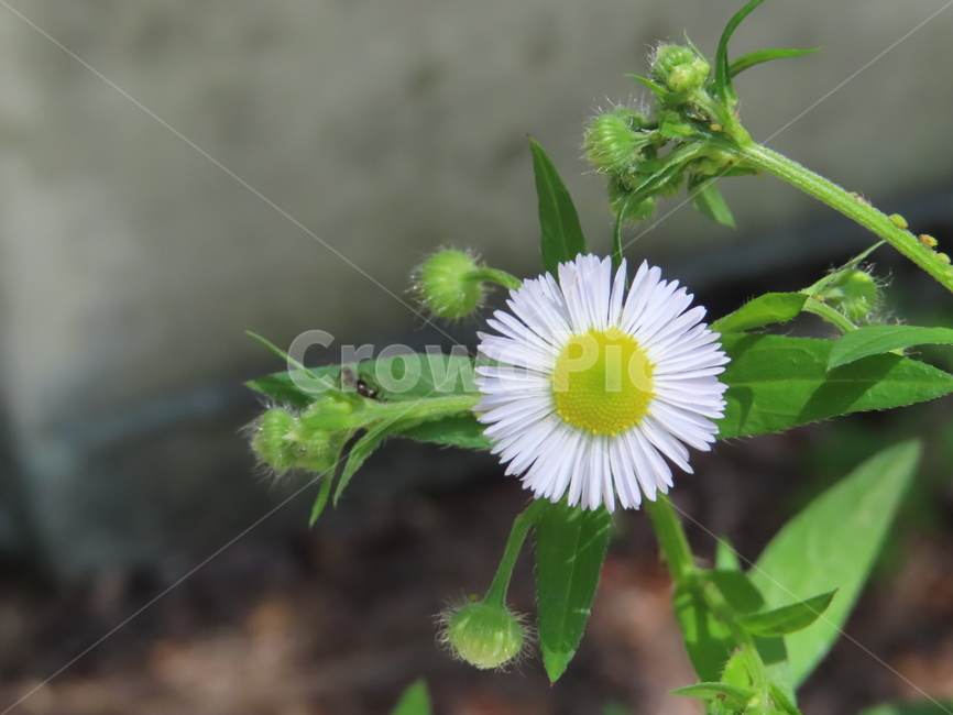 피어나다,꽃,노란색,아름다움,식물,공원,귀여운,흰색,bloom,flower,yellow,beautiful,plant,park,cute,white,계란꽃