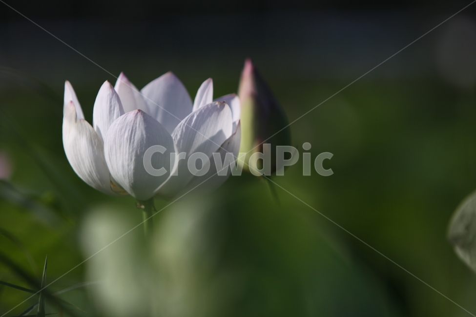 하동,진교,백련지,연꽃,꽃잎,꽃,자연,식물,자연,plants,nature,꽃,flower