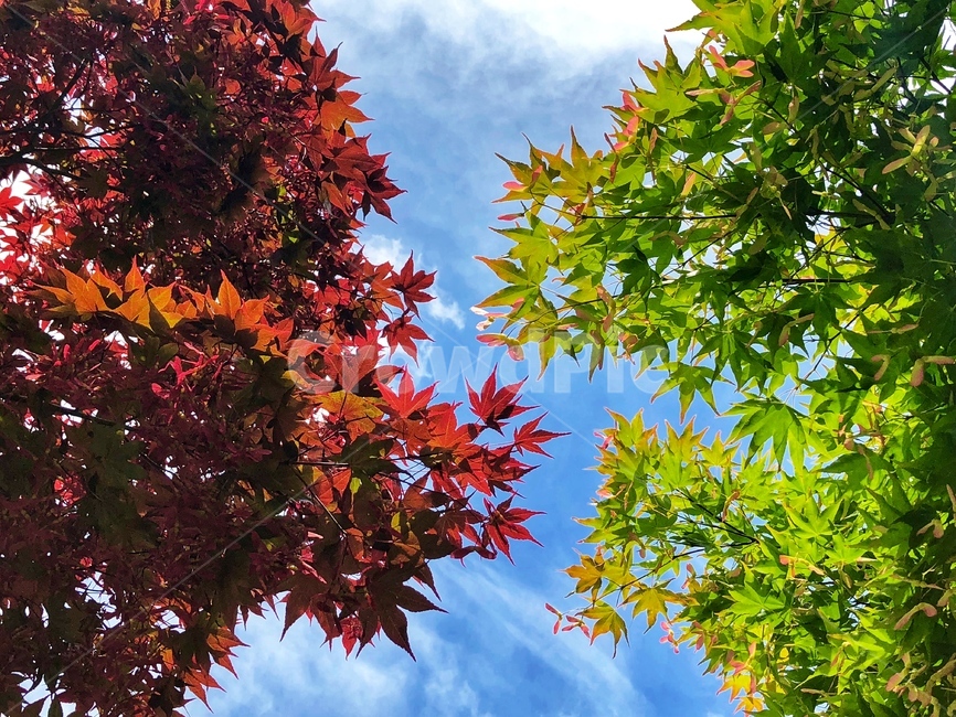 하늘,나무,tree,leaf,잎,식물,plant,sky,여름하늘,감성사진,5월,단풍,감성,가을,계절,fall,autumn,season