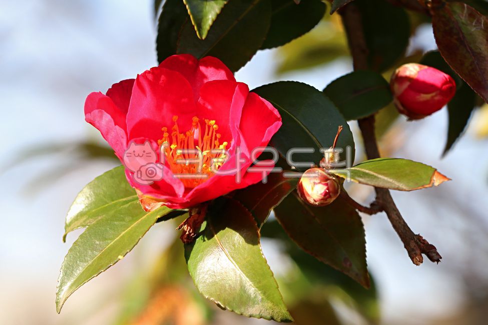 Jeju camellia flower,camellia flower,plant,camellia,flower