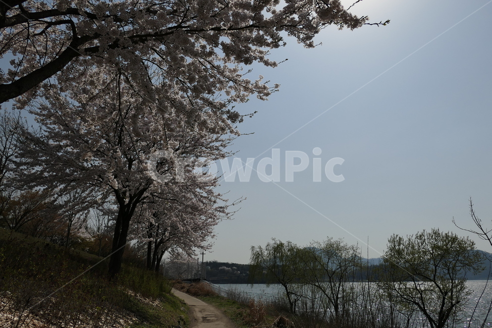 식물,벚꽃,공지천,춘천,강변