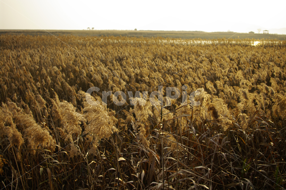 풍경,갈대밭,갈대,식물,plant,순천만,가을,계절,fall,autumn,season,자연,풍경,nature,landscape,food,음식