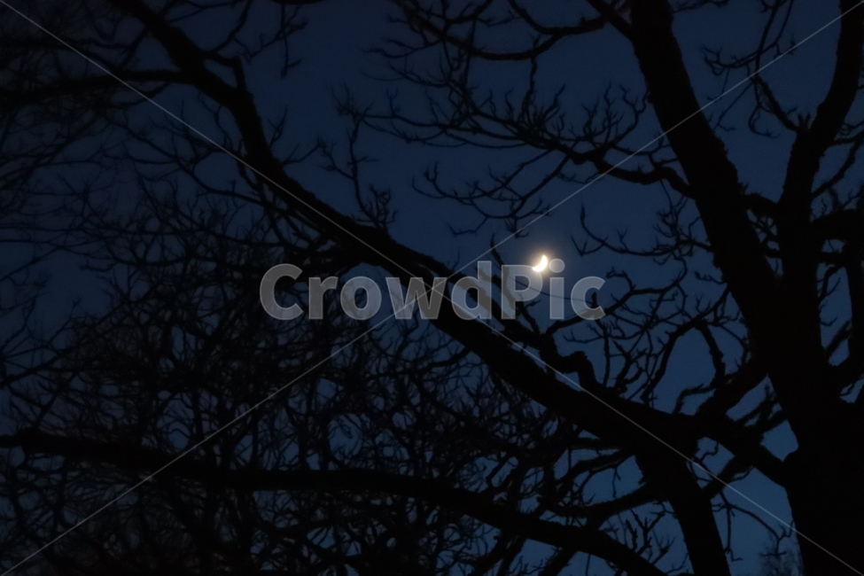 초승달,달,나무,밤,밤하늘,야경,밤,풍경,nightscape,night,landscape