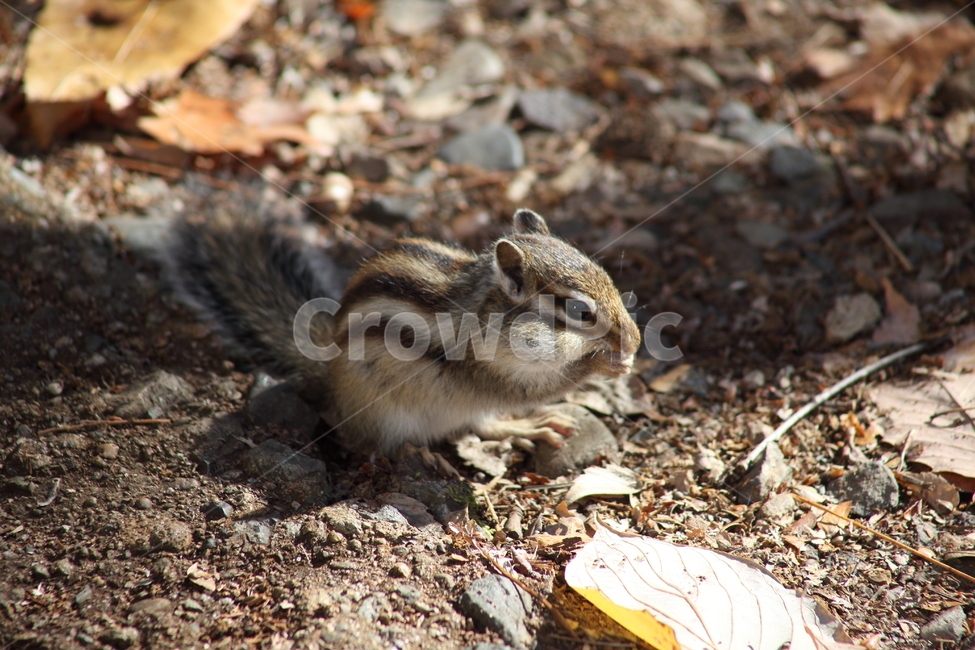 야생동물,다람쥐,줄무늬다람쥐,동물,squirrel,chipmunk,한국다람쥐,Siberianchipmunk