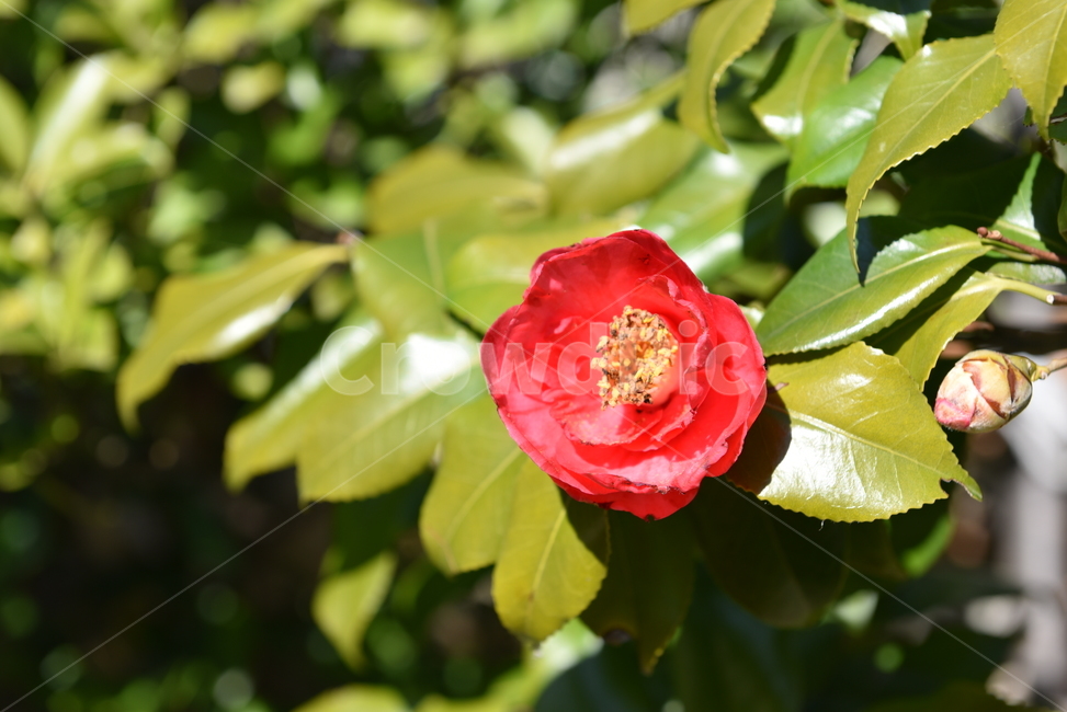 꽃,동백꽃,나무,식물,여름,장미,flower,식물,자연,plants,nature,꽃,flower