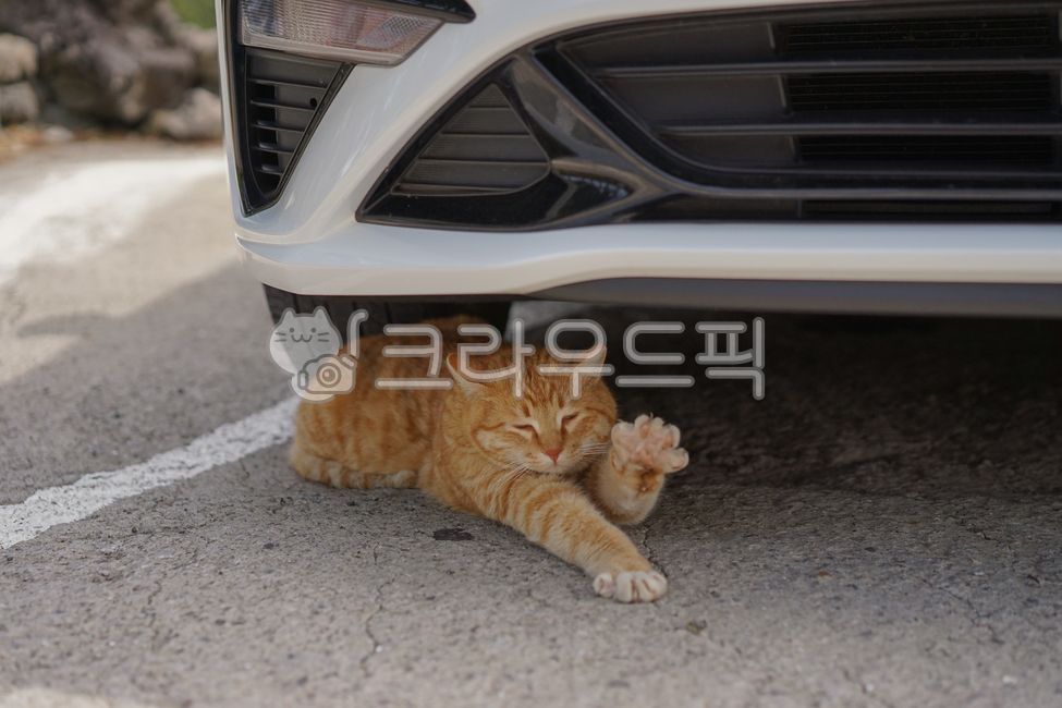 stray cat,cat,animal,Cheese tabby,stretching