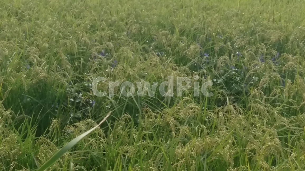 논풍경,농수로,벼,들판,논,식물,자연,plants,nature