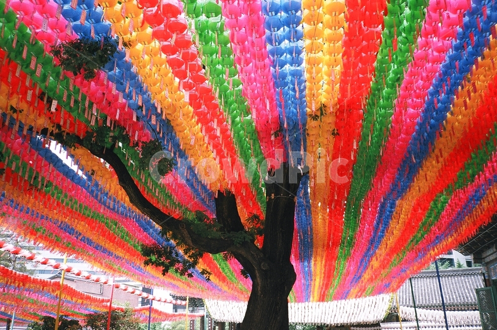 불교,절,사찰,연등,temple,필름,필름사진,film,나무,tree,palnt