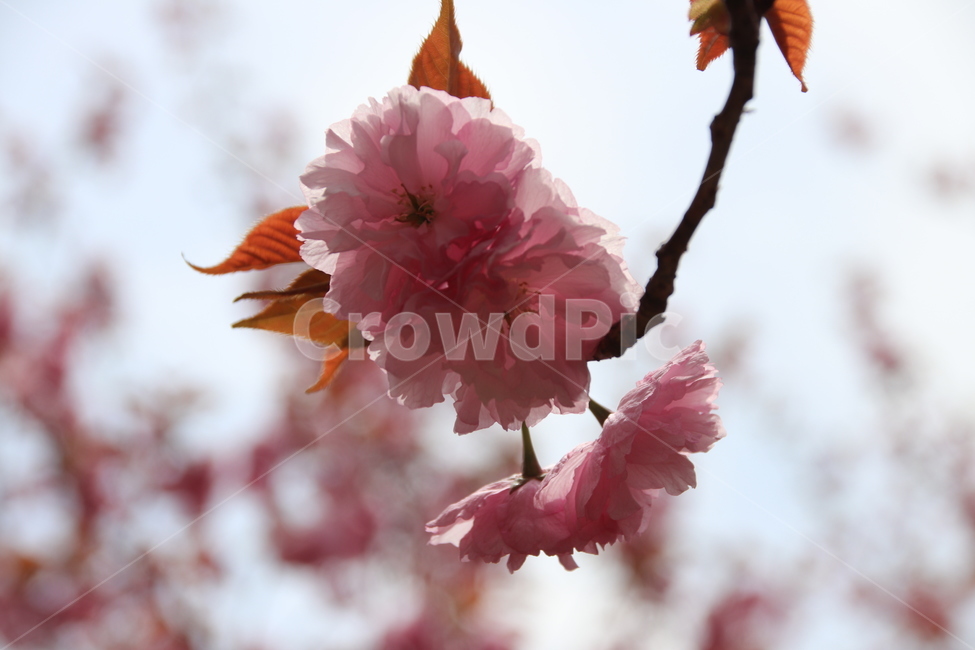 왕벚꽃,겹벚꽃,벚꽃,꽃,자연,봄,계절,spring,season,식물,자연,plants,nature,꽃,flower,plant,blossom,animal,동물,bird,새