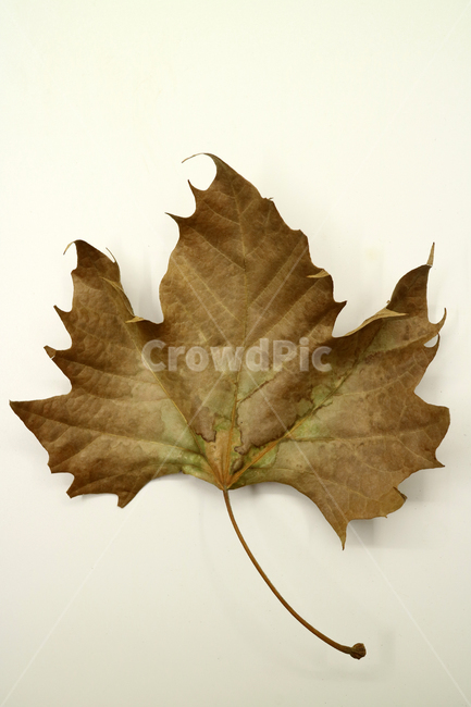 낙엽,가을,나뭇잎,잎,잎사귀,계절,식물,자연,낙엽잎,fallenleaves,deadleaves,오브젝트,누끼,가을낙엽,가을,계절,fall,autumn,season,leaf,plant,tree,나무